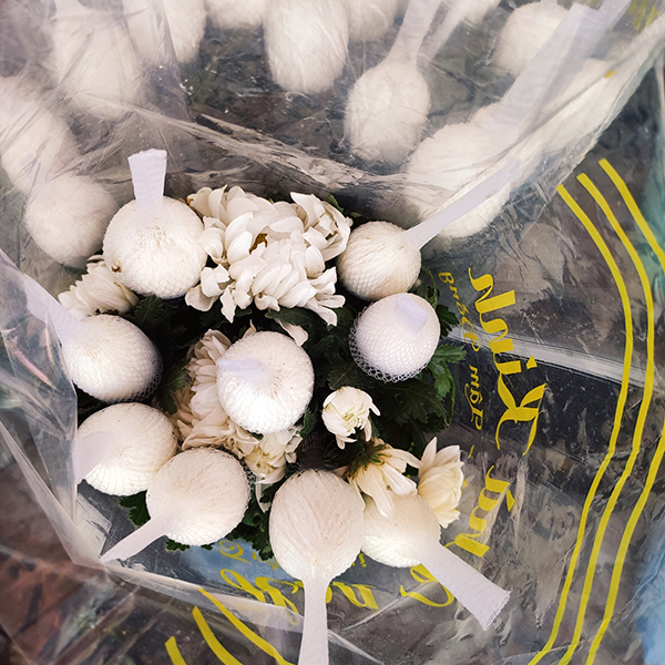 Hoa cúc lưới (trắng)